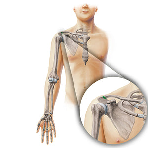 Acromioclavicular joint (#19855)