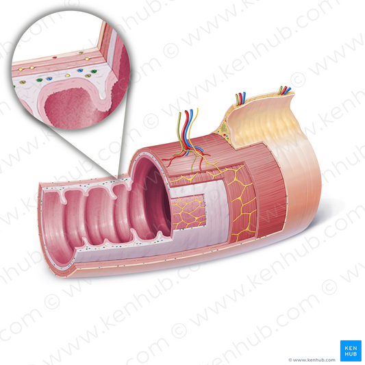 Submucosal artery (#21849)