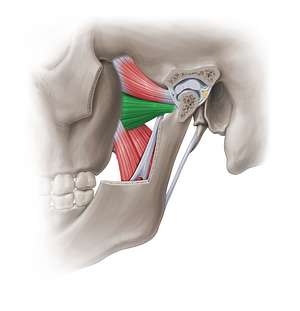 Inferior head of lateral pterygoid muscle (#18855)