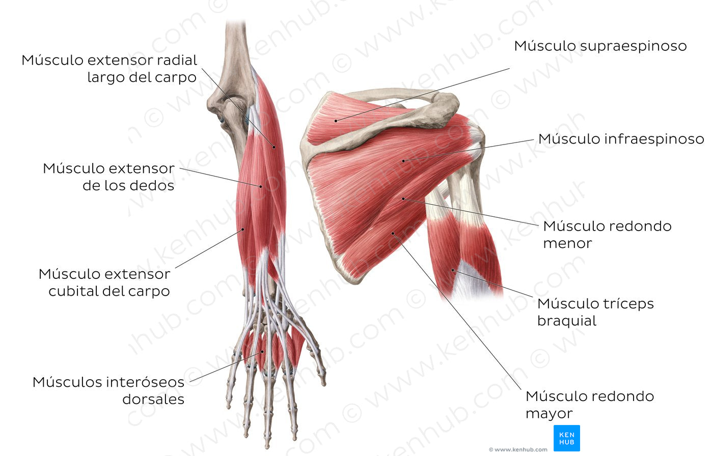 Main muscles of the upper limb - posterior (Spanish)