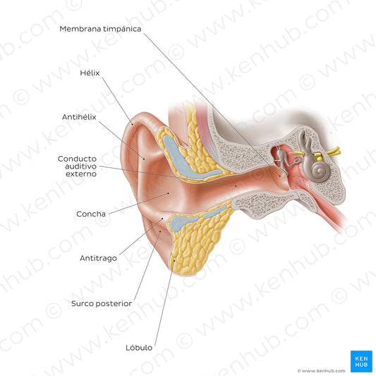 External ear: coronal section (Spanish)