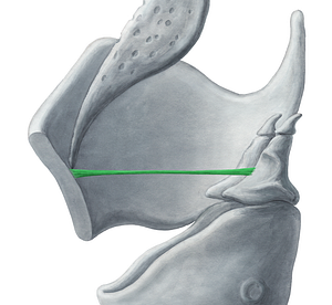 Vestibular ligament (#4678)