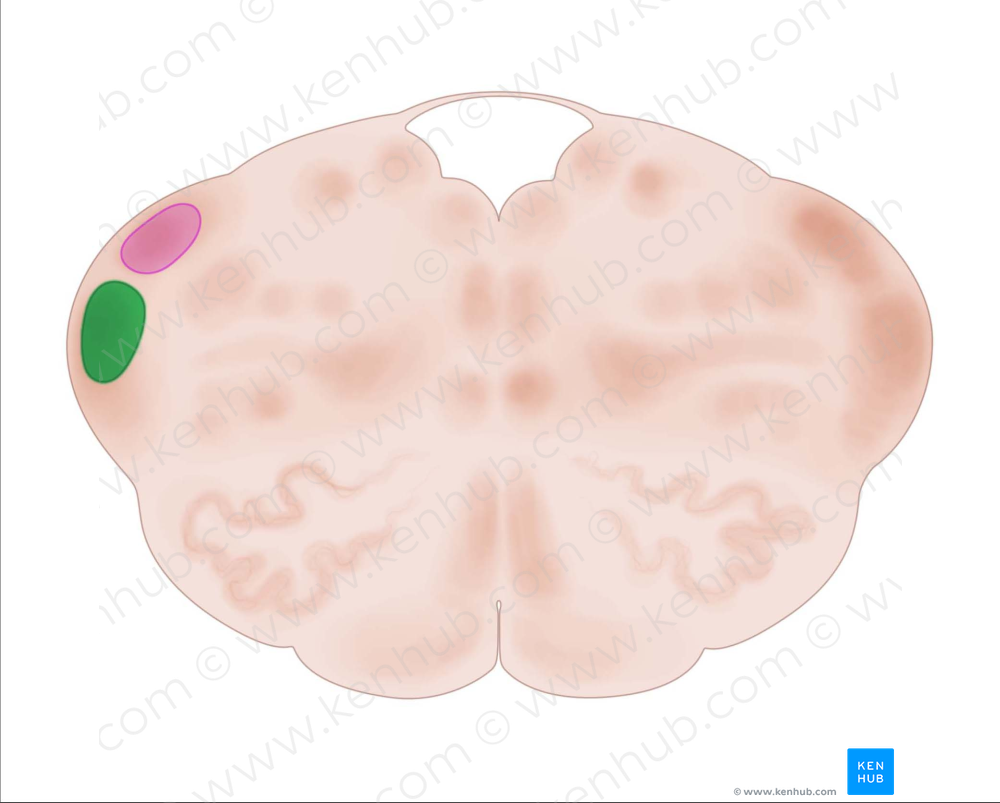 Anterior cochlear nucleus (#7176)