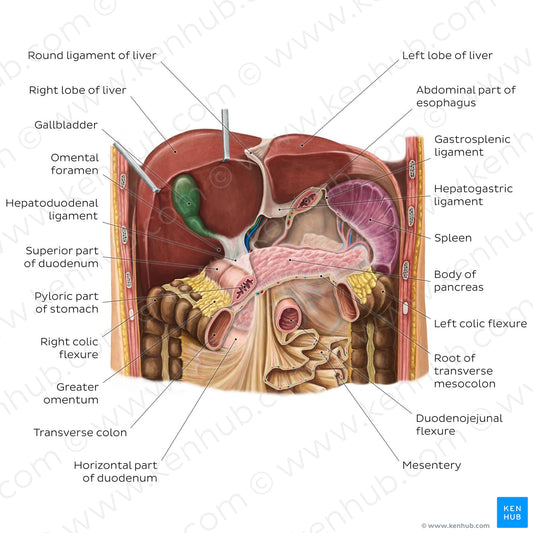 Liver in situ (English)