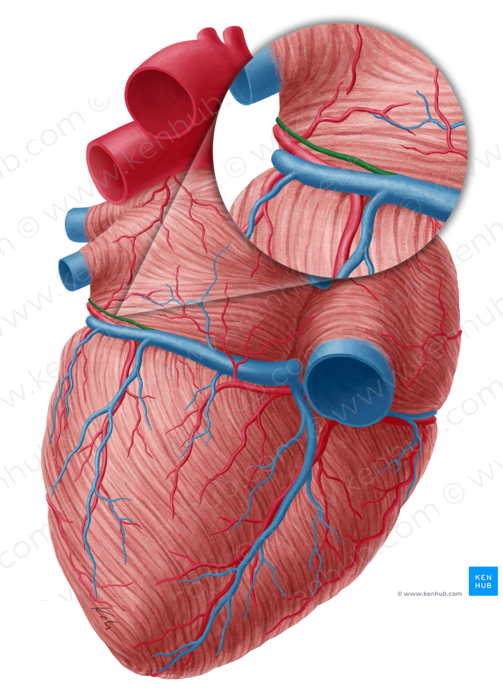 Oblique vein of left atrium (#10433)