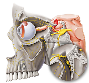 Nasopalatine nerve (#6595)