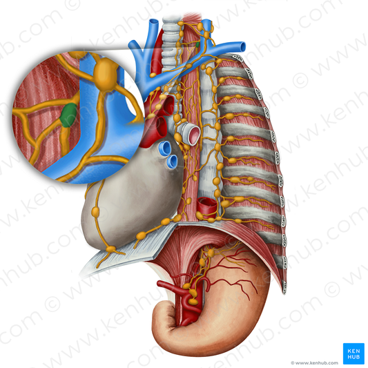 Left supraclavicular lymph node (#7136)