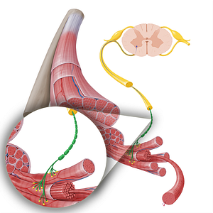 Motor neuron axon (#17249)