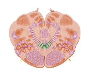 Decussation of medial lemniscus (#21352)