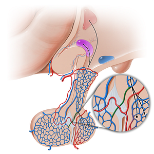 Short hypophyseal portal vein (#16244)