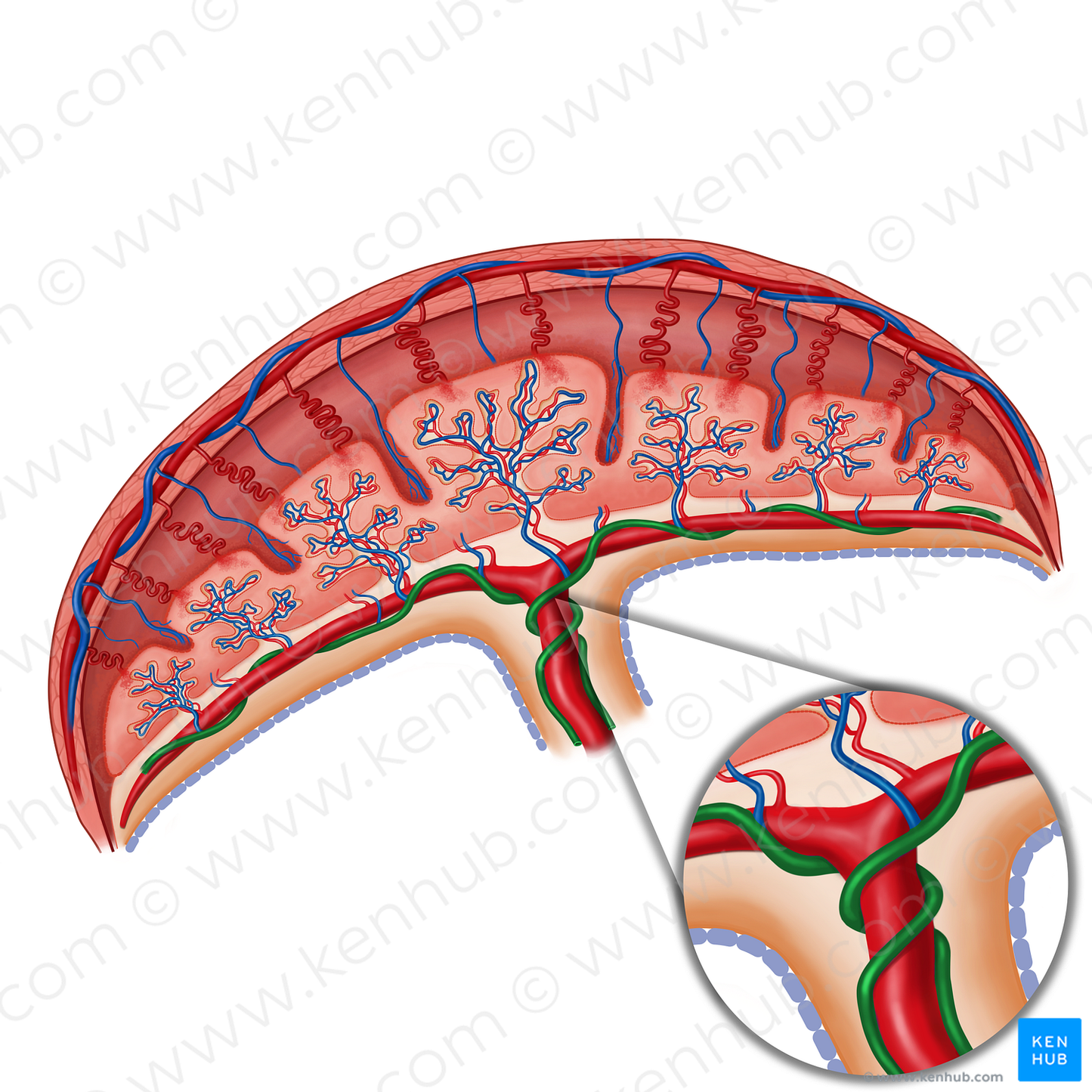 Umbilical artery (#19177)