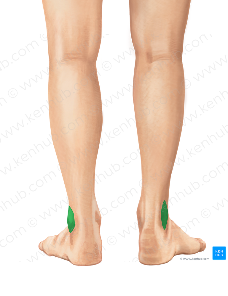 Lateral malleolus of fibula (#4888)