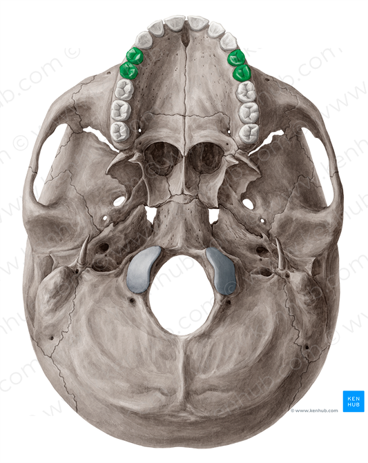 Premolar teeth (#3227)