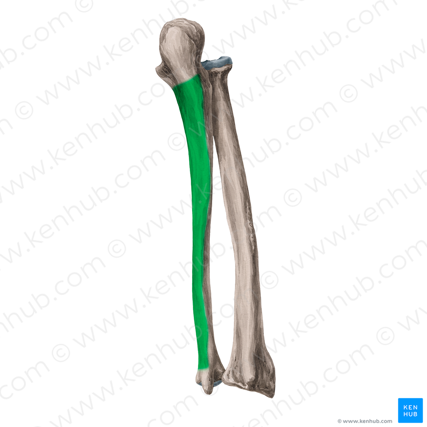 Posterior surface of ulna (#3544)
