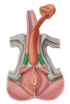 Crus of penis (#3166)