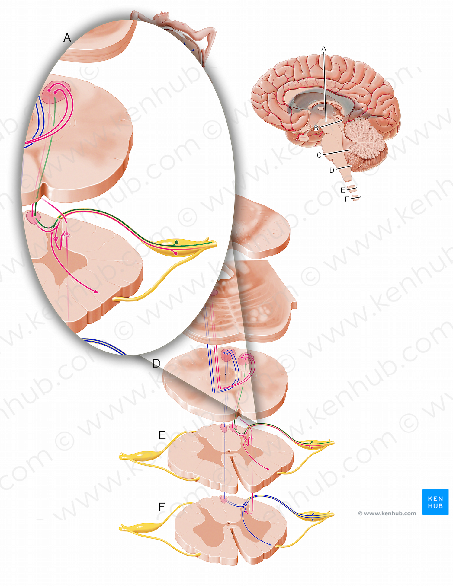 Proprioceptive afferent fibers to cervical spinal cord (#12103)