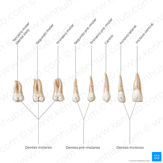 Overview of the teeth (Portuguese)