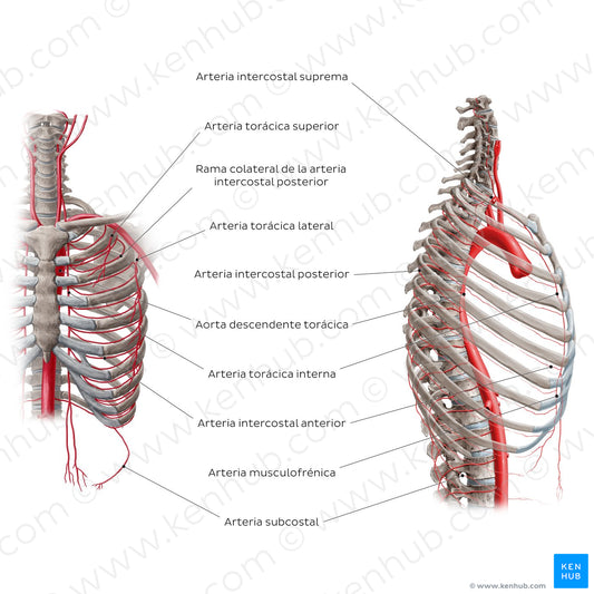 Arteries of the thoracic wall (Spanish)