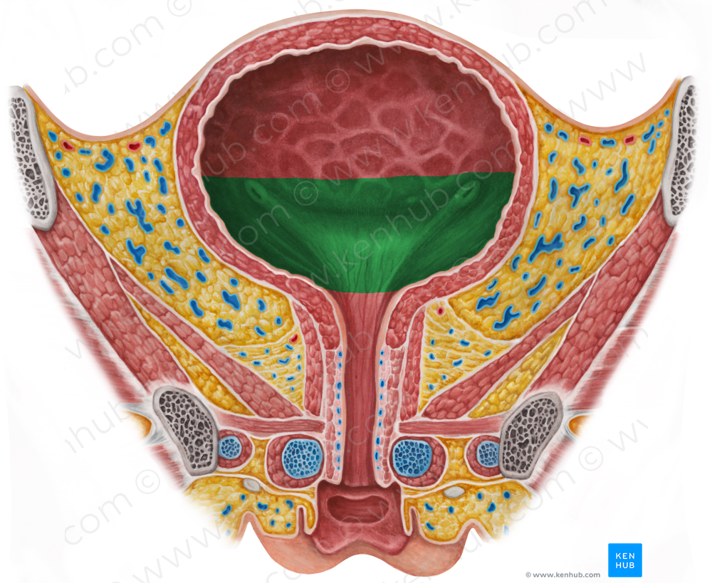 Fundus of urinary bladder (#3937)