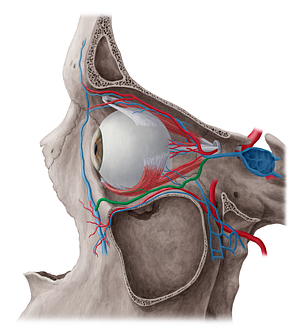 Inferior ophthalmic vein (#10445)