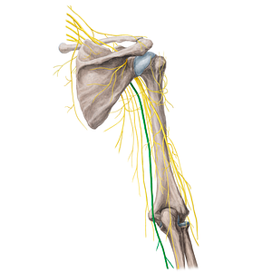 Ulnar nerve (#20364)