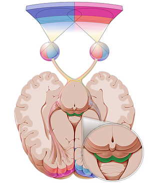 Inferior colliculus (#2657)