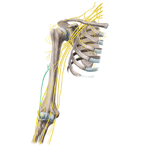 Inferior lateral brachial cutaneous nerve (#21679)