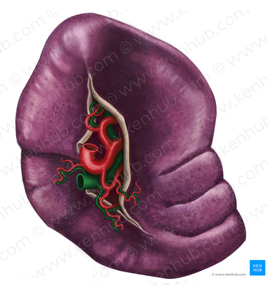 Splenic vein (#10591)