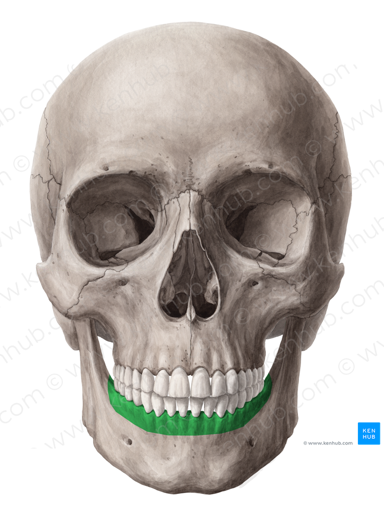 Alveolar part of mandible (#7658)