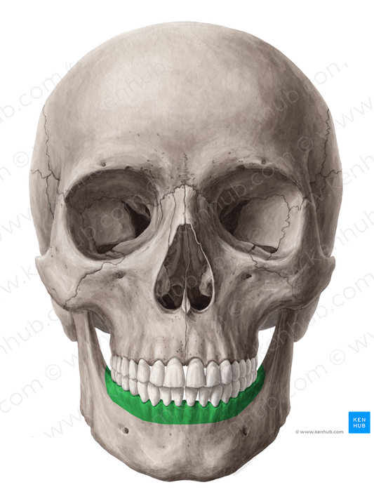 Alveolar part of mandible (#7658)