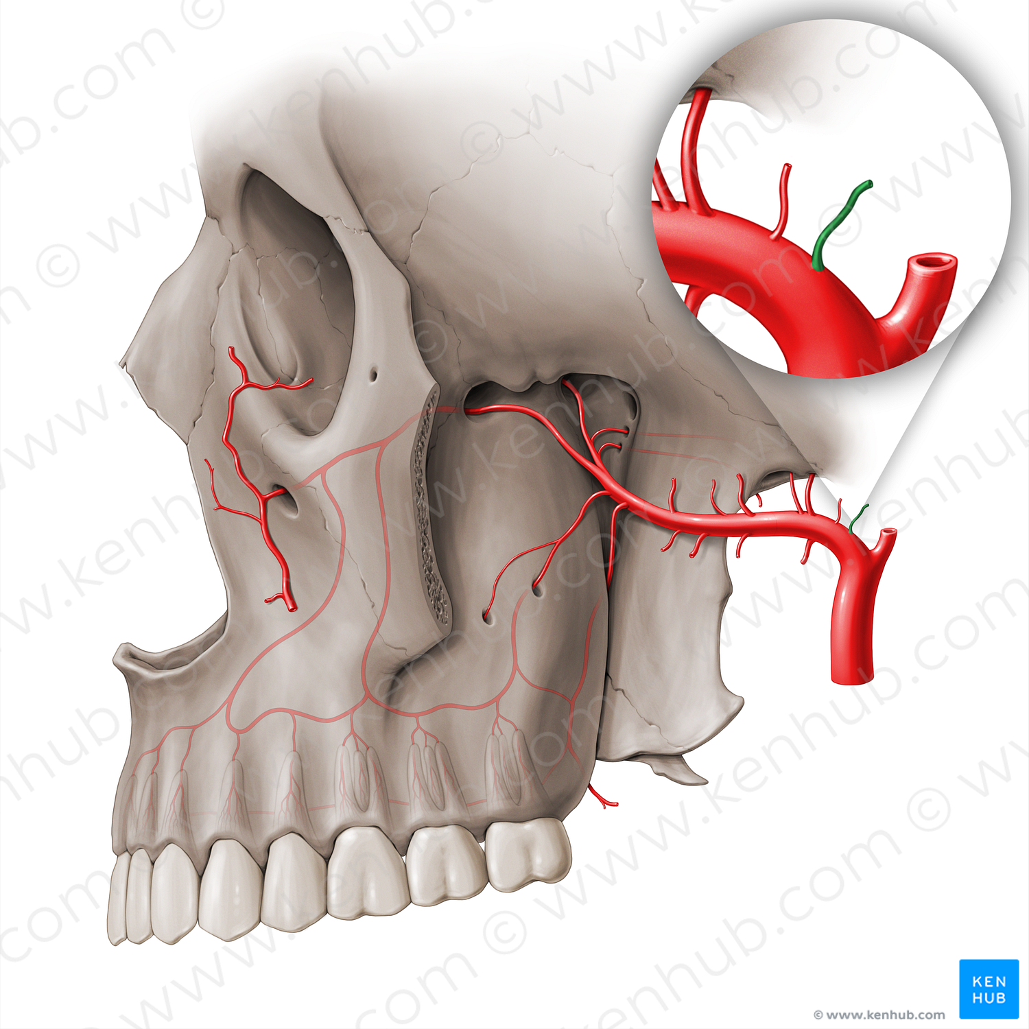 Deep auricular artery (#18506)
