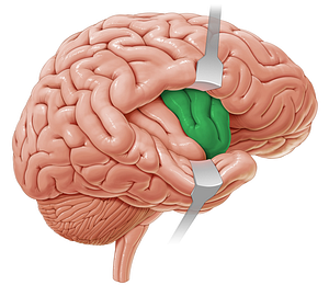 Short gyri of insula (#4161)