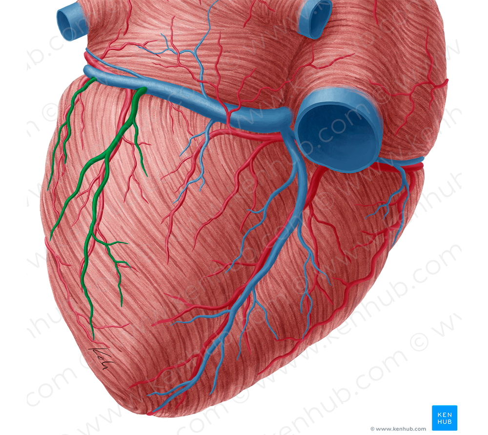 Inferior vein of left ventricle (#10672)