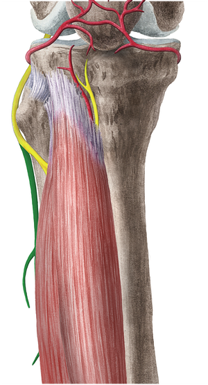 Superficial fibular nerve (#6667)