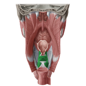 Laryngeal muscles (#20086)