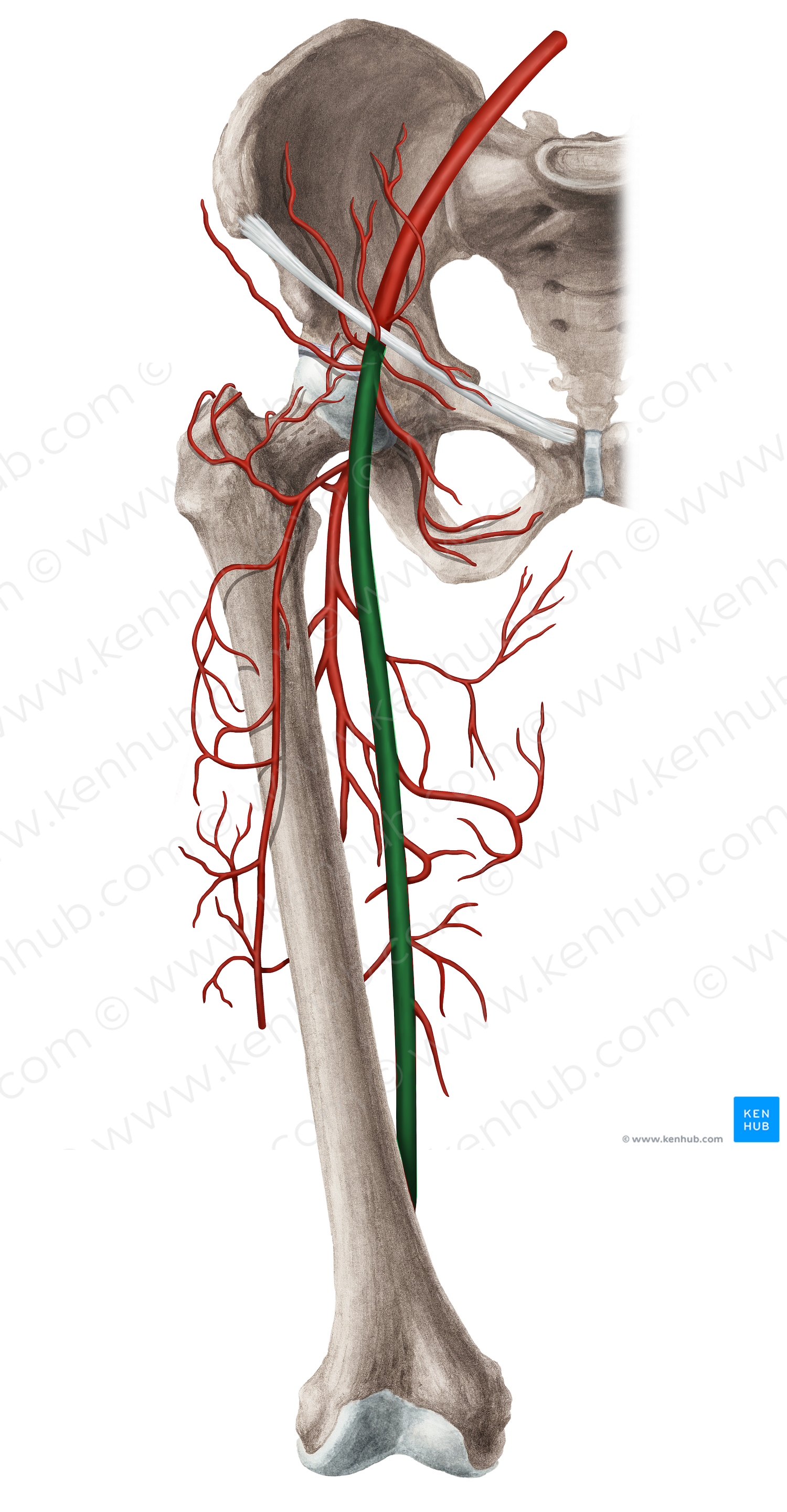 Femoral artery (#1245)