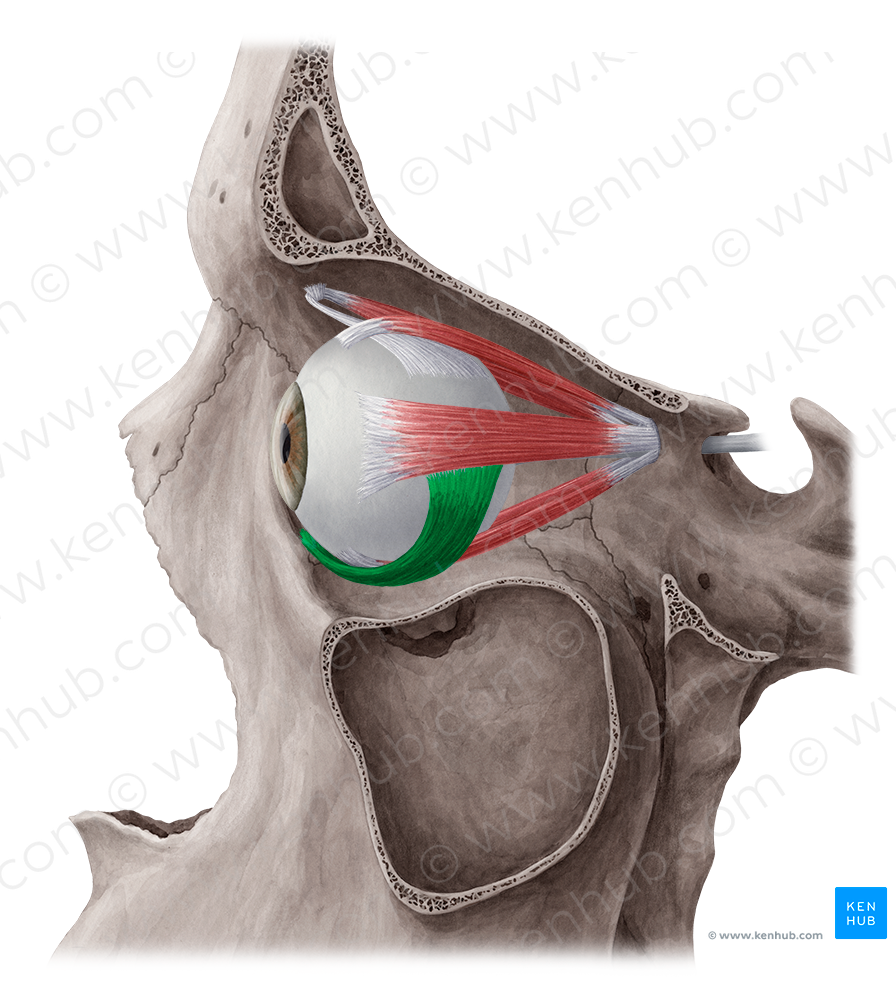 Inferior oblique muscle (#5648)