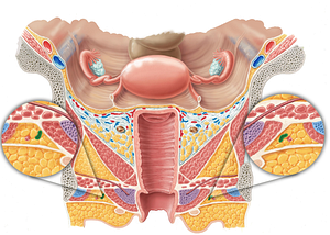 Perineal artery (#1620)