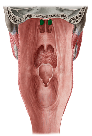 Middle nasal concha of ethmoid bone (#2801)