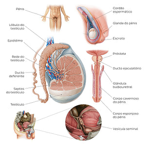 Male reproductive system (Portuguese)