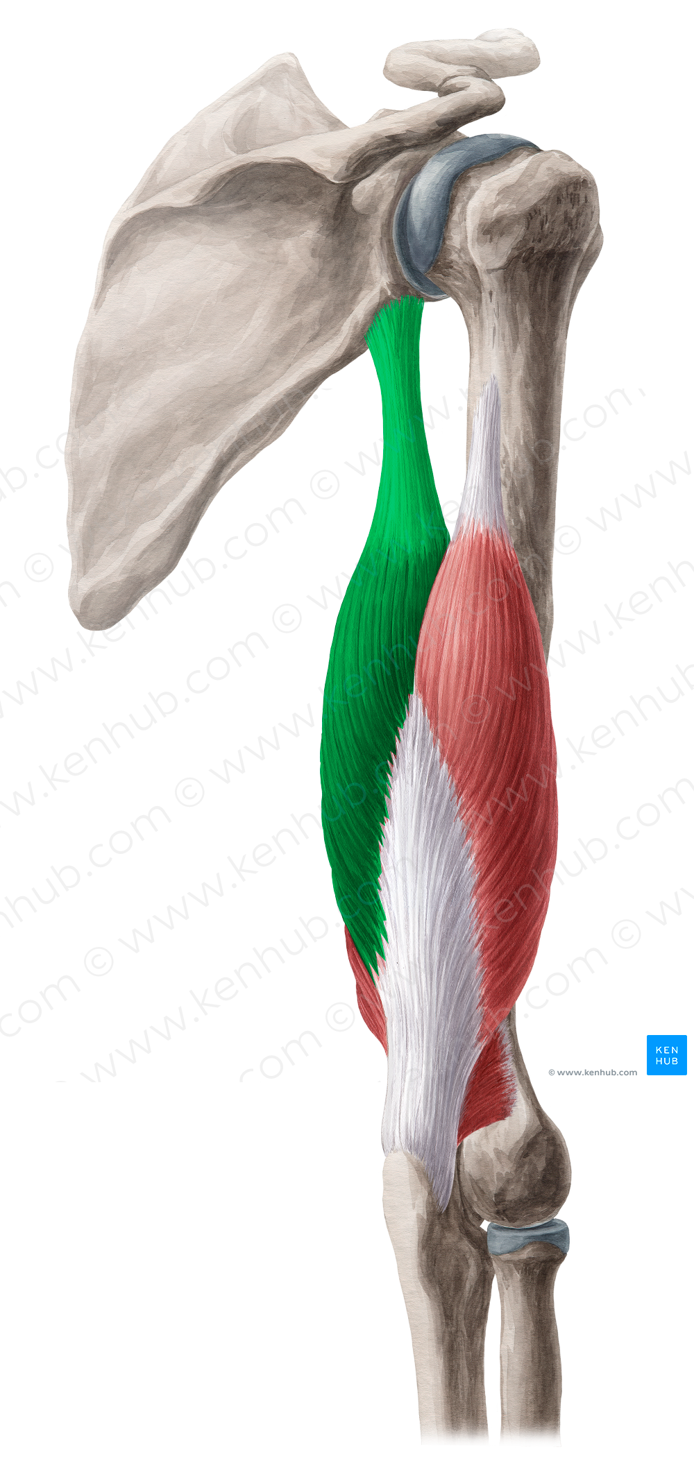 Long head of triceps brachii muscle (#2407)