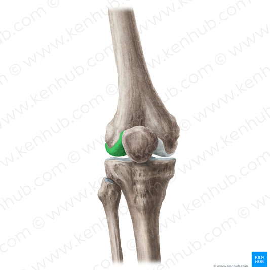 Lateral condyle of femur (#20116)