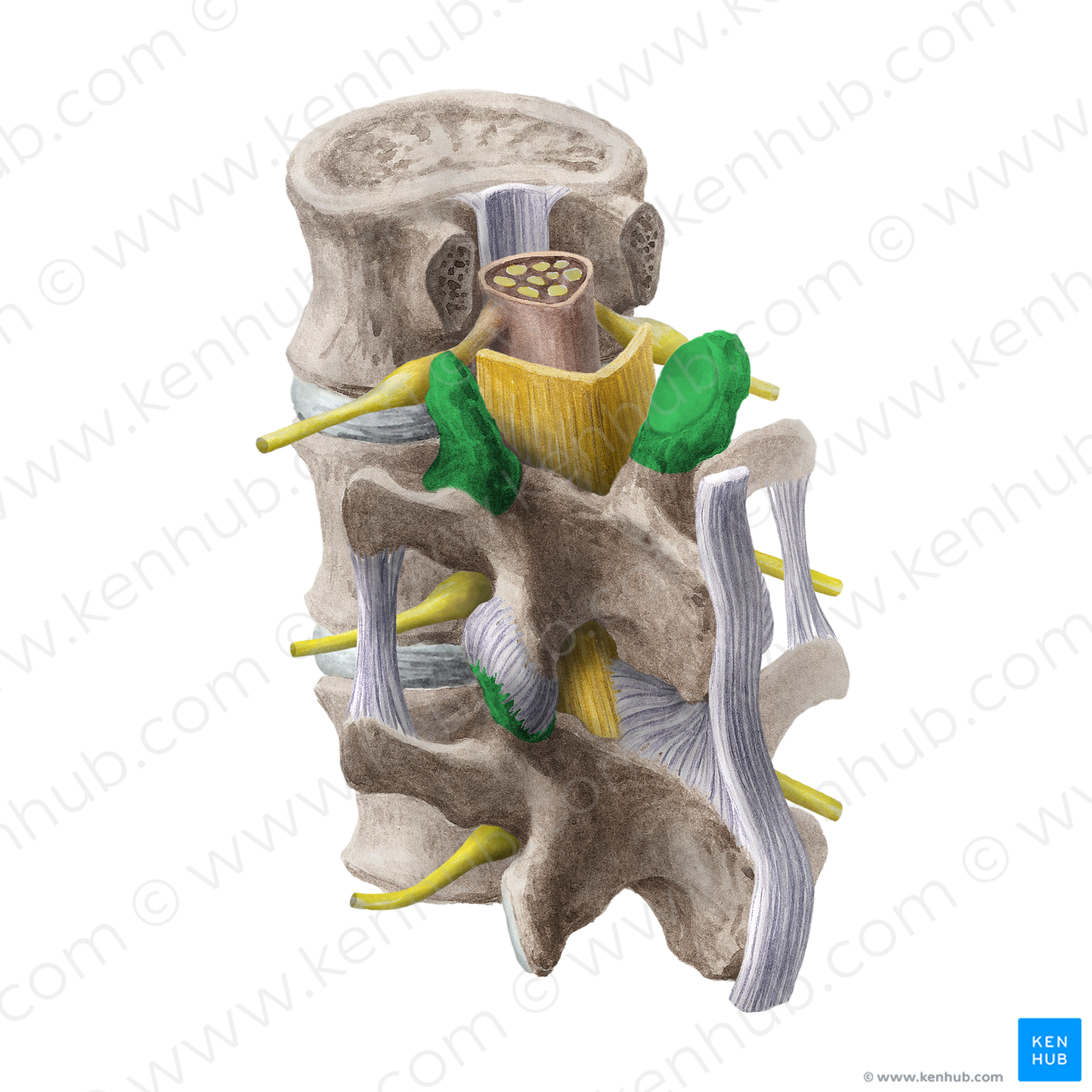 Superior articular process of vertebra (#20200)