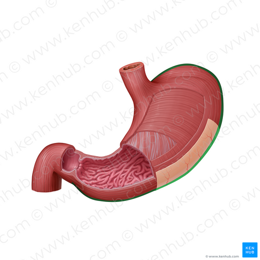 Greater curvature of stomach (#21587)