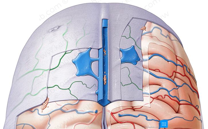 Branches of middle meningeal artery (#1508)