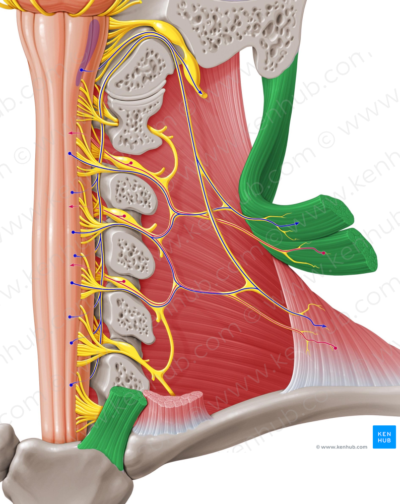 Sternocleidomastoid muscle (#6008)