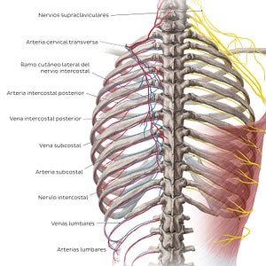 Neurovasculature of the back (Spanish)