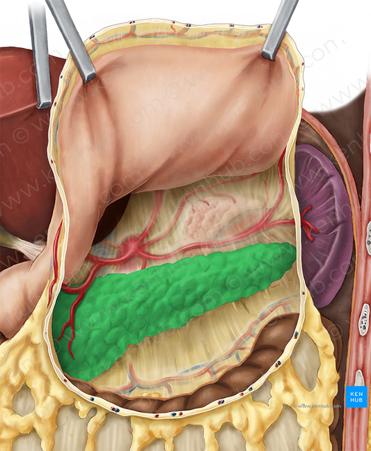 Pancreas (#7614)