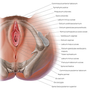 Female perineum (Latin)