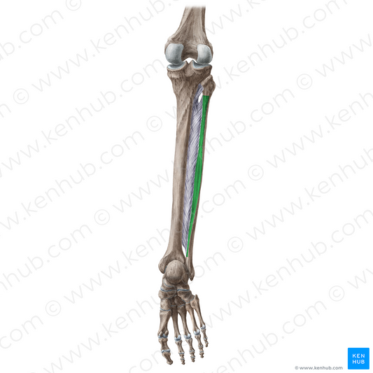 Posterior surface of fibula (#3538)